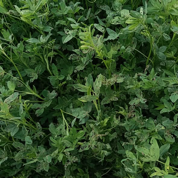 نرش ايه للبرسيم